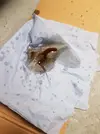 20180303_143126.webp