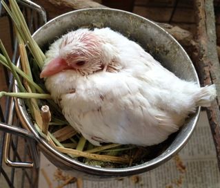 baby-dove-feathers-3.jpg